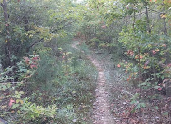 kentucky/sheltowee-trace-national-recreation-trail/attraction/sheltowee-trace-trail-100-section-24-hawk-creek