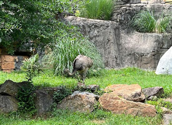 south-carolina/upstate/attraction/greenville-zoo