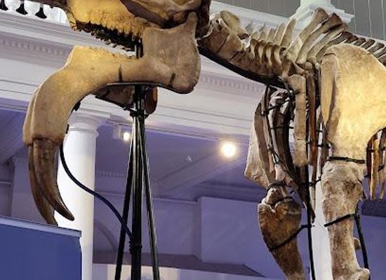 romania/bucharest/attraction/grigore-antipa-national-museum-of-natural-history
