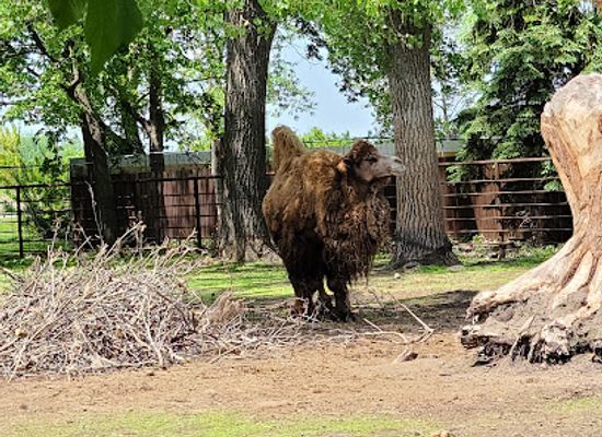 south-dakota/watertown/attraction/bramble-park-zoo