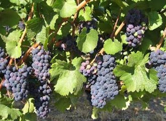 oregon/columbia-river-gorge/attraction/garnier-vineyards