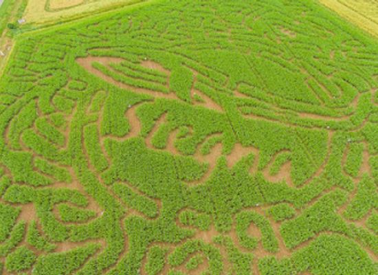 poland/kociewie/attraction/labirynt-stegna-park