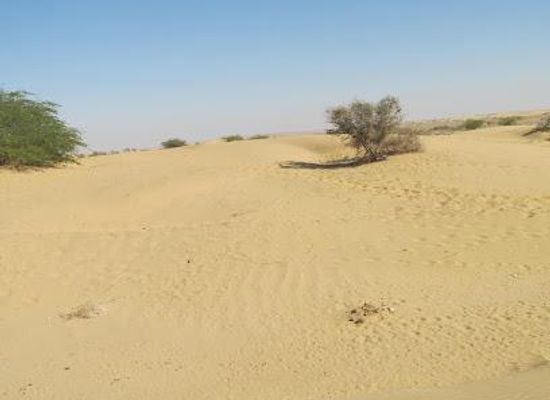india/jaisalmer/attraction/sudasari-desert-national-park