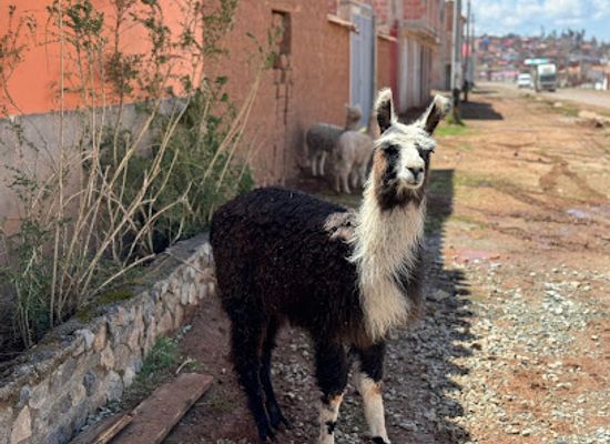peru/apurimac/attraction/killa-suma