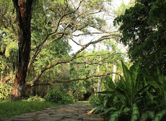 honduras/la-ceiba/attraction/jardin-botanico-lancetilla