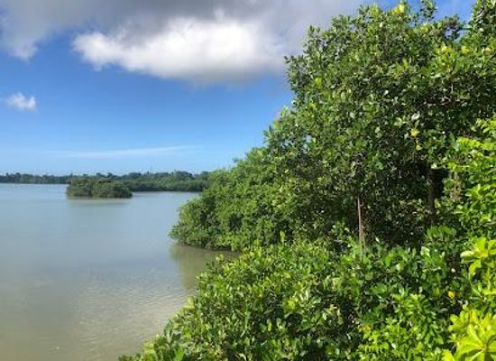 tonga/kolovai/attraction/captain-cook-landing-site