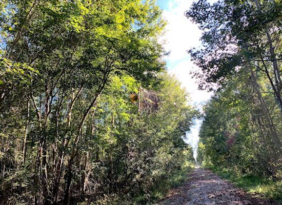 virginia/great-dismal-swamp-national-wildlife-refuge/attraction/cavalier-wildlife-management-area