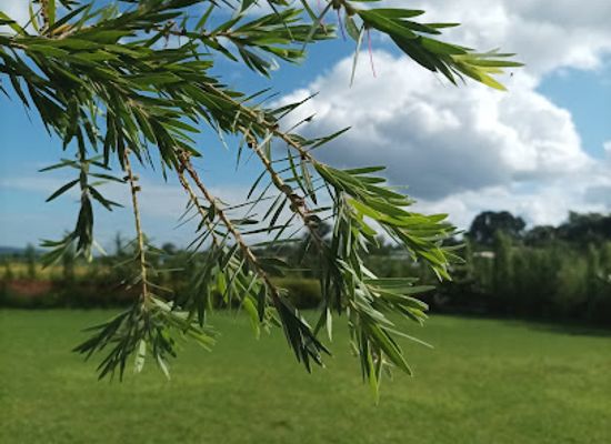 malawi/nkhata-bay/attraction/eventnub-garden