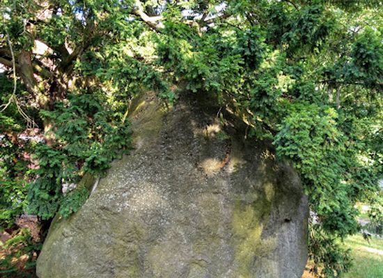 poland/szczecin/attraction/glaz-niemierzynski-i-grupa-starych-cisow