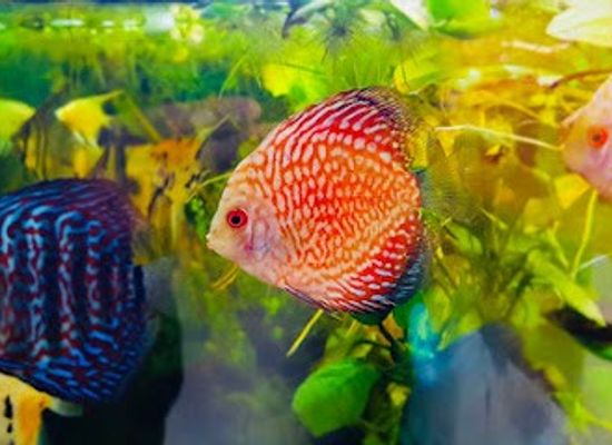 spain/madrid/attraction/aquarium-costa-rica