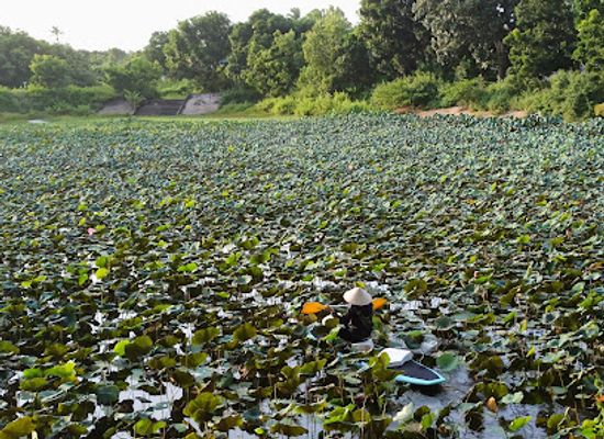 vietnam/phan-thiet/attraction/bau-sen-thien-nghiep