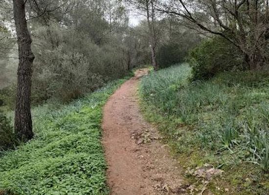 spain/palma-de-mallorca/attraction/bosc-de-bellver