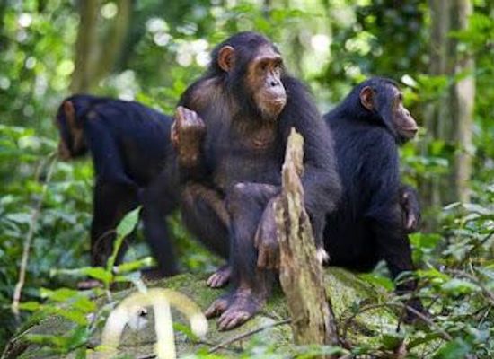 tanzania/kigoma/attraction/gombe-national-park