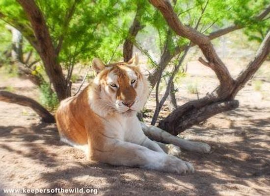 arizona/kingman/attraction/keepers-of-the-wild-nature-park