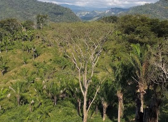 bolivia/amboro-national-park/attraction/patriota-surutu