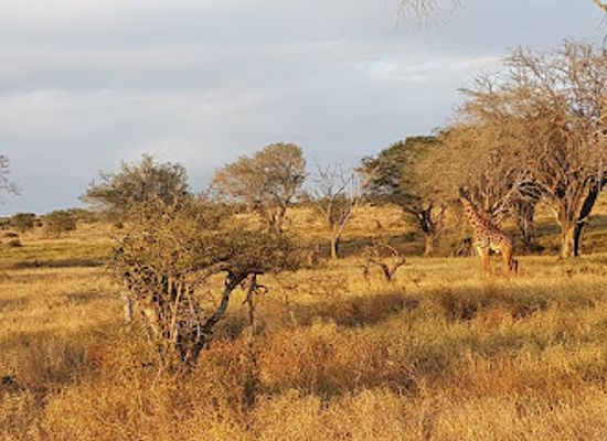 kenya/kilimanjaro-region/attraction/lumo-community-wildlife-conservancy