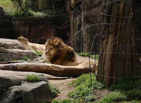 japan/osaka/attraction/tennoji-zoo