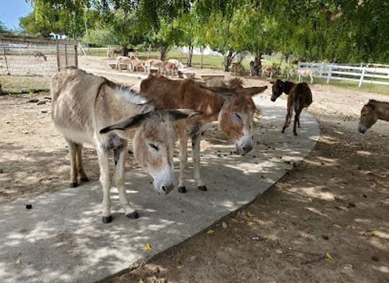 antigua-and-barbuda/saint-philip/attraction/antigua-s-donkey-sanctuary-humane-society
