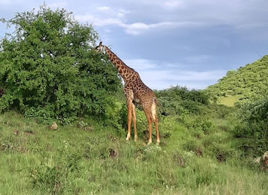 kenya/taita-hills/attraction/tsavo-west-national-park