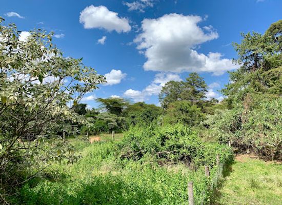kenya/mount-kenya/attraction/mount-kenya-wildlife-conservancy