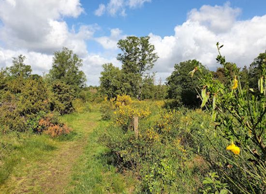 germany/taunus/attraction/riedelbacher-heide