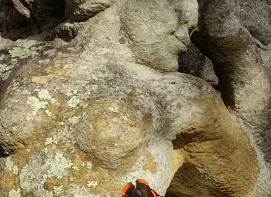 france/languedoc-roussillon/attraction/foret-enchantee-sculptures
