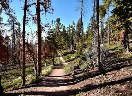 utah/colorado-plateau/attraction/bristlecone-pt-lp-trl