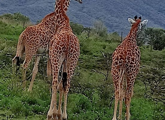 kenya/naivasha/attraction/kitaru