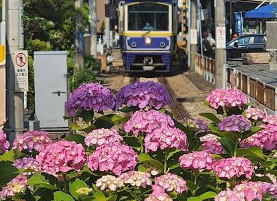 japan/sagami/attraction/kamakura