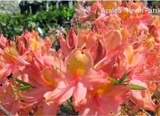 alabama/fairhope/attraction/mobile-botanical-gardens