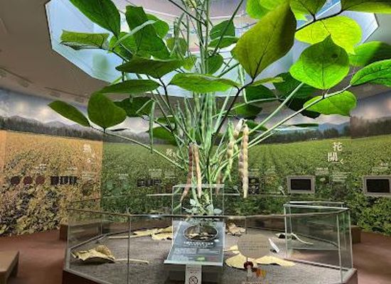 japan/harima/attraction/azuki-museum