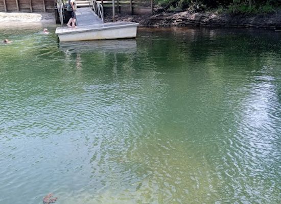 florida/suwannee-river/attraction/gornto-springs