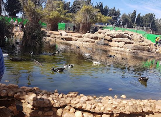 israel/hadera/attraction/touching-animals