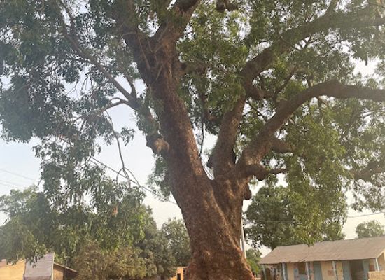 the-gambia/janjanbureh-island/attraction/katakorr