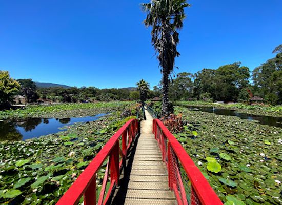 australia/yarra-valley/attraction/blue-lotus-water-garden