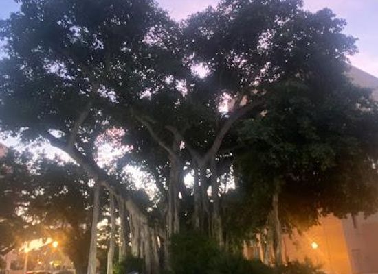 florida/cape-coral/attraction/true-tours