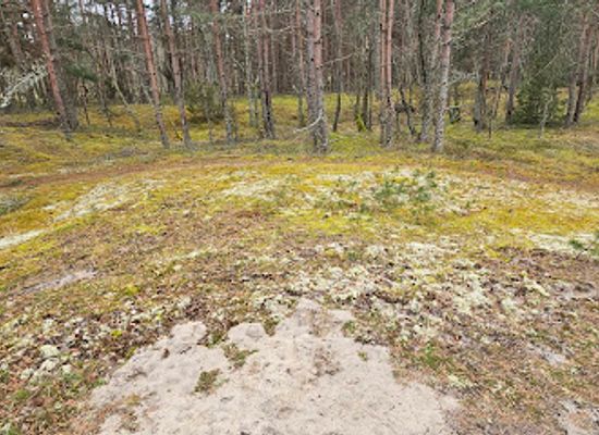 lithuania/curonian-spit-national-park/attraction/kupstuko-kopa