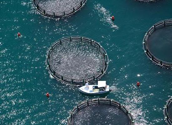 slovenia/piran/attraction/fonda-fish-farm