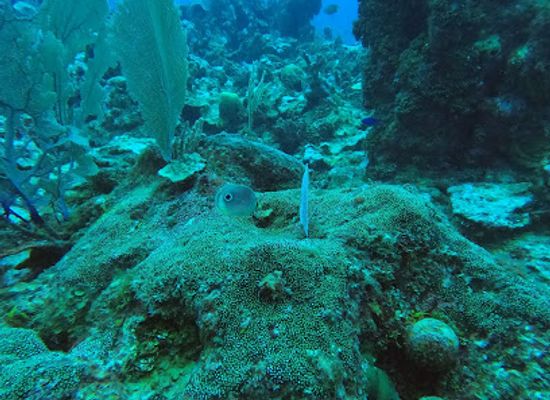 belize/northern-belize/attraction/esmeralda-canyons