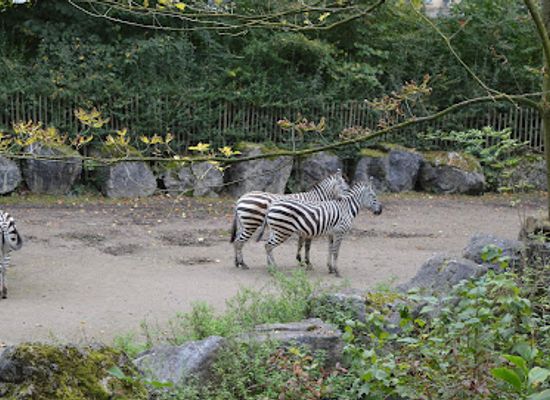 france/lille/wazemmes/attraction/zoo-de-lille
