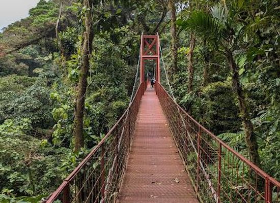 costa-rica/monteverde/attraction/monteverde-cloud-forest-biological-preserve