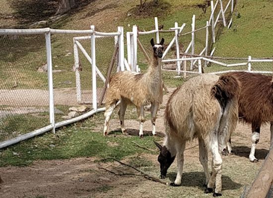 chile/coquimbo-region/attraction/parque-pedro-de-valdivia