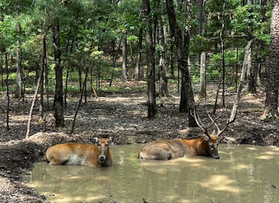 oklahoma/beavers-bend-state-park/attraction/beavers-bend-safari-park