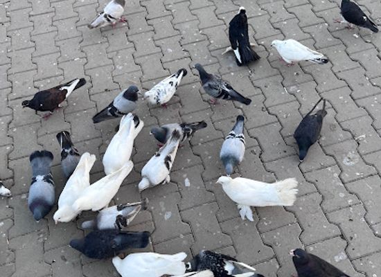 iraq/dohuk/attraction/hamamah-dahuk