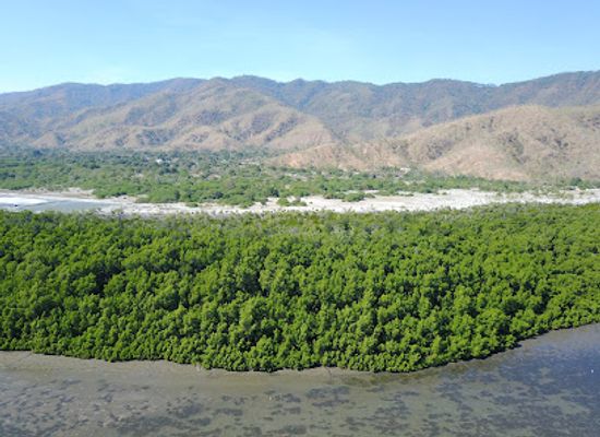 timor-leste/manatuto/attraction/metinaro-mangrove-protected-area