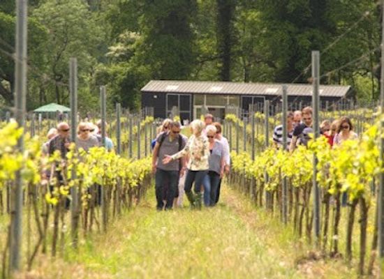 united-kingdom/london/attraction/albury-vineyard