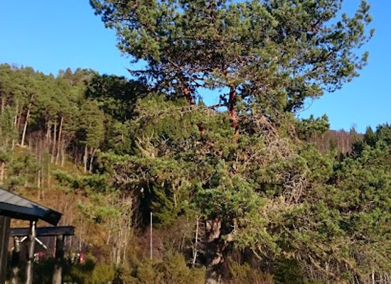 norway/molde/attraction/kringstadsetra