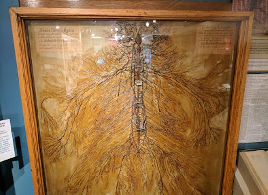 missouri/kirksville/attraction/museum-of-osteopathic-medicine-and-the-international-center-for-osteopathic-history