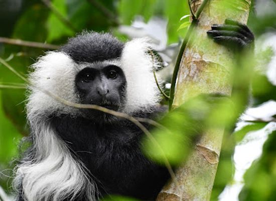 uganda/masaka/attraction/uganda-colobus-tours