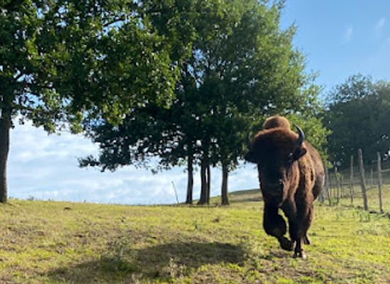 france/midi-pyrenees/attraction/la-ferme-aux-bisons